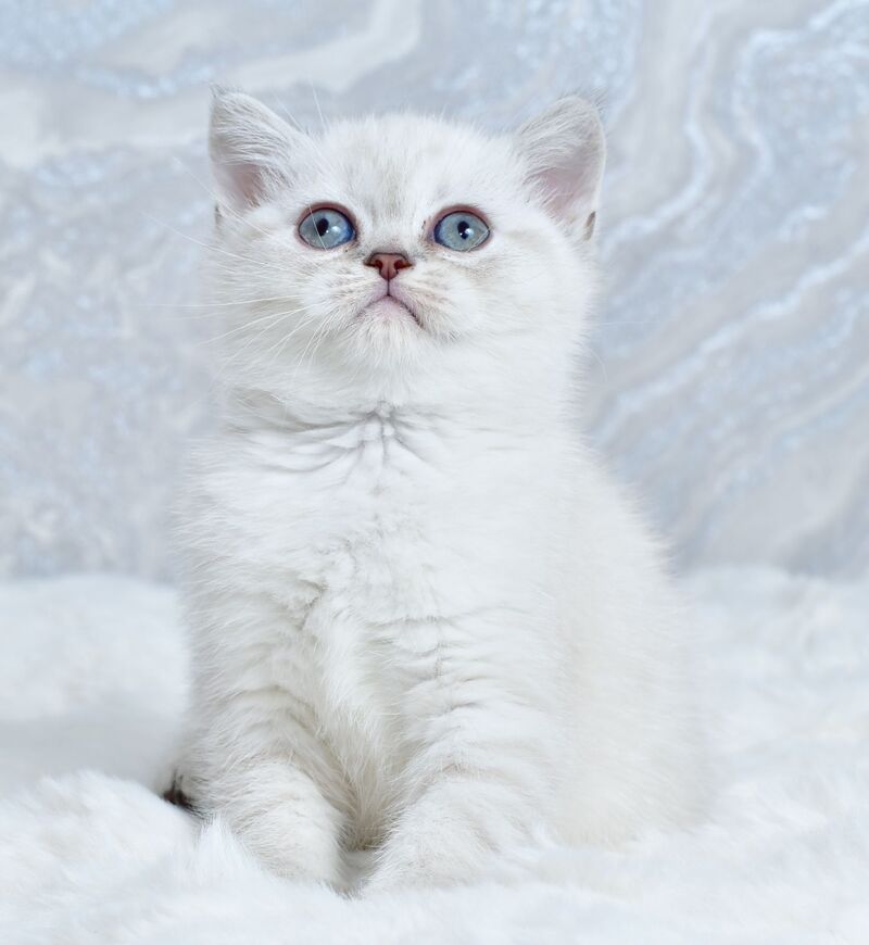 Jina Scottish Straight female blue tabby pointed - live animals
