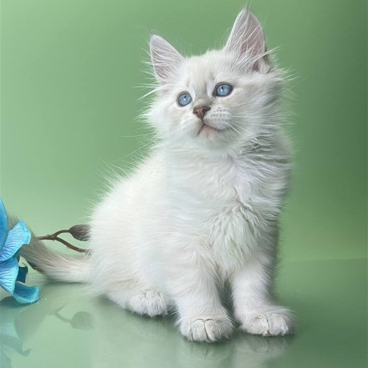 Xavier Siberian male, blue tabby pointed