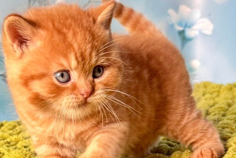 George British Shorthair male, red