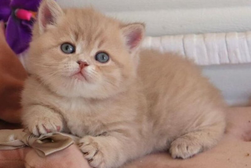 Bella British Shorthair female lilac golden shaded - live animals