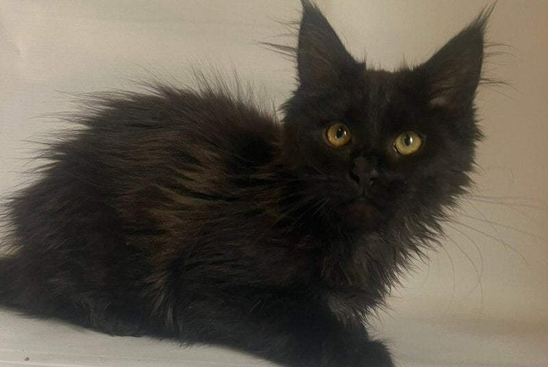 Enni Maine Coon female black - live animals