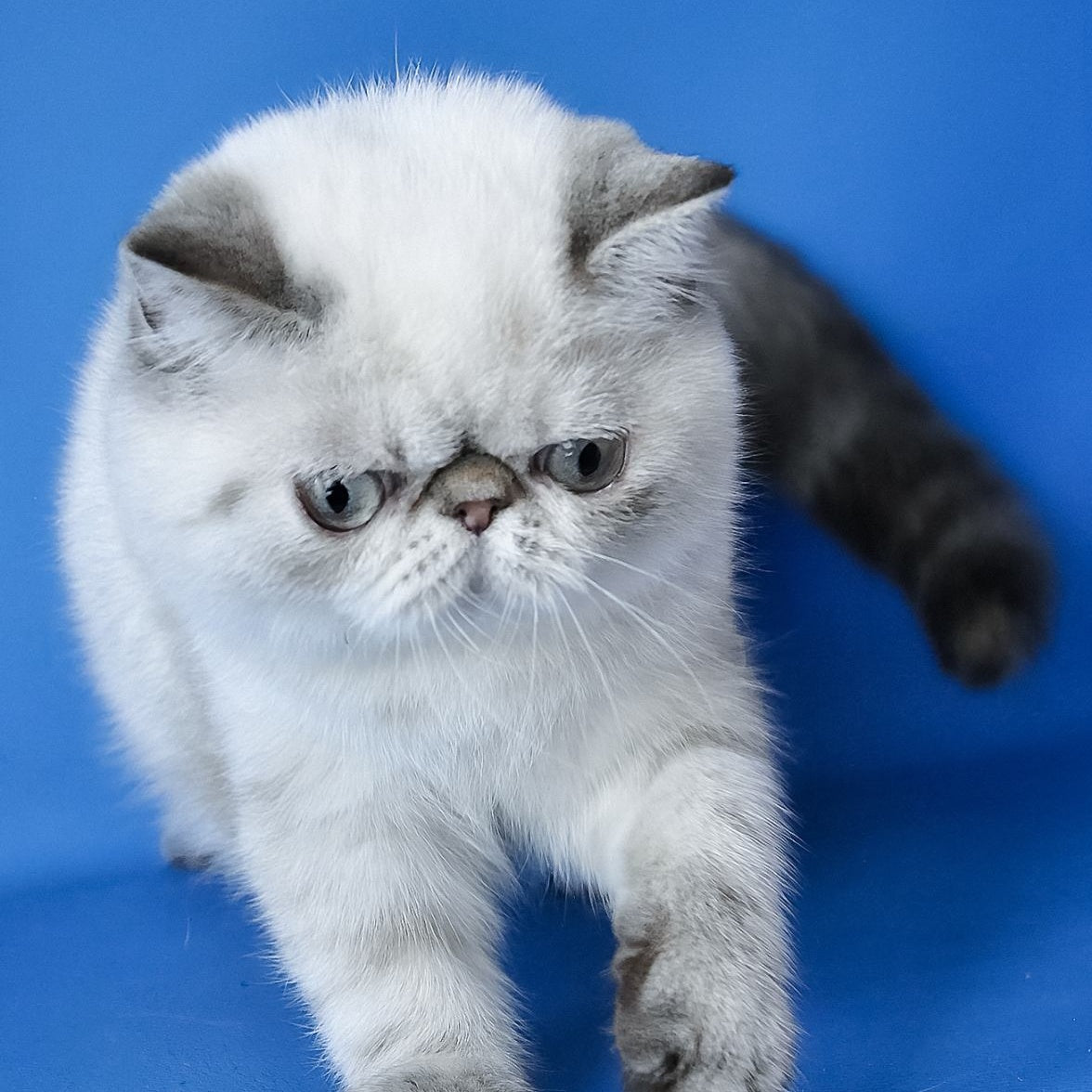Peni Exotic female, blue lynx