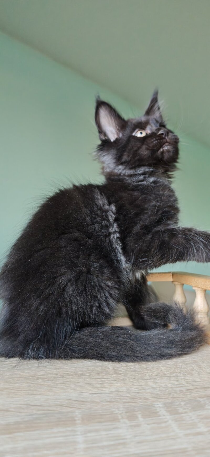 Genry Maine Coon male, black