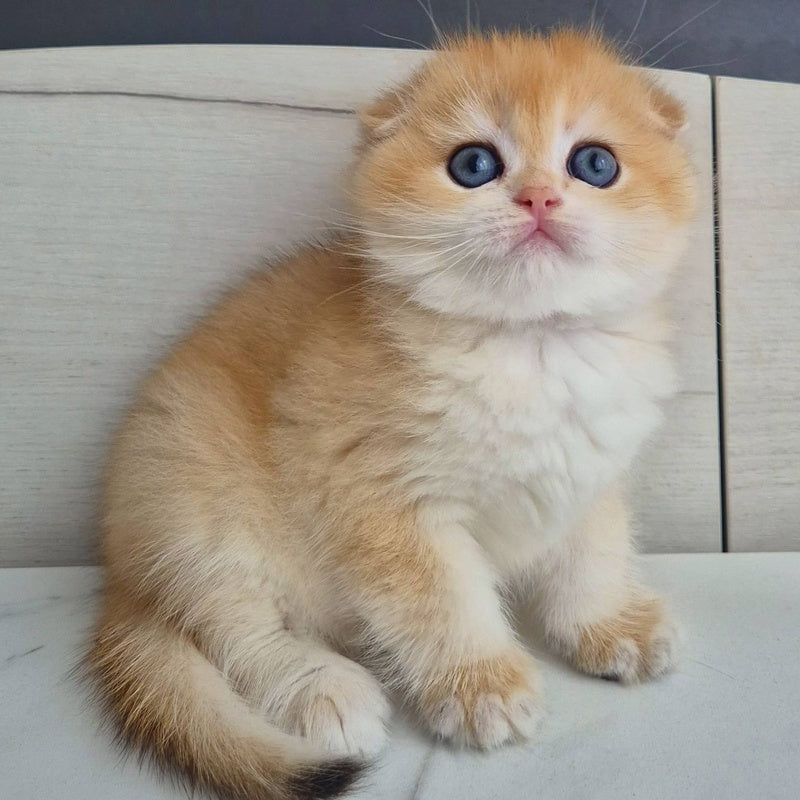Ballu Scottish Fold male, black golden chinchilla