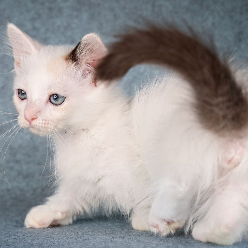 Y-Peter Munchkin male, seal pointed van