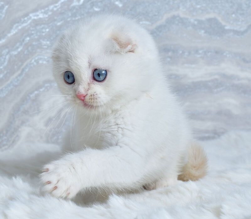 Jeff Scottish Fold male cream tabby pointed - live animals