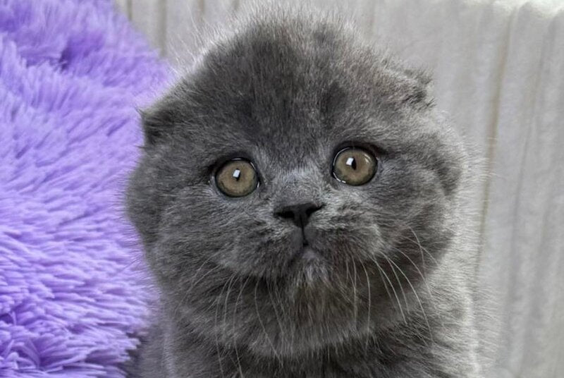 Bonnie Scottish Fold female, blue