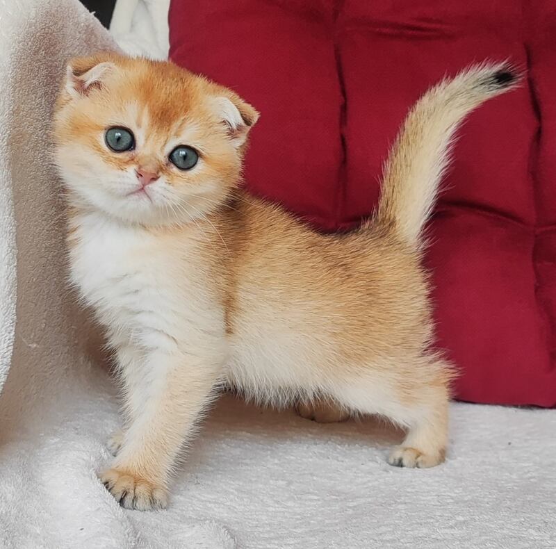 Viva Scottish Fold female, black golden shaded