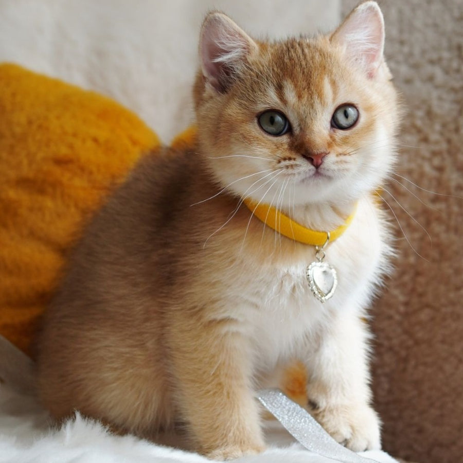 Vincent British Shorthair male, chocolate golden shaded