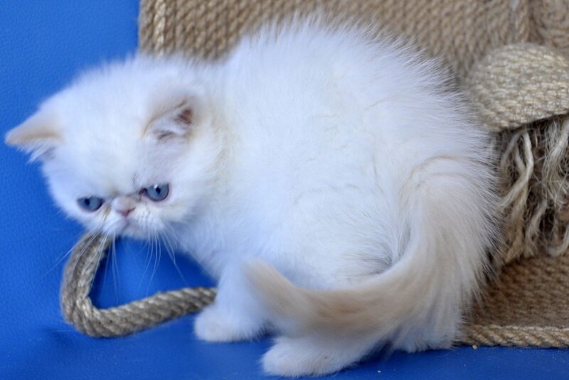 Rico Exotic male, cream pointed