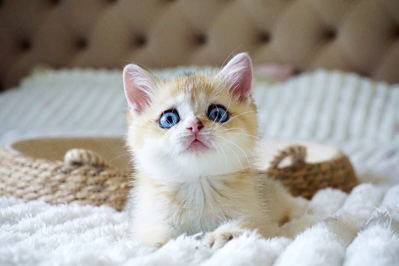 Gabi British Shorthair female, black golden shaded with white