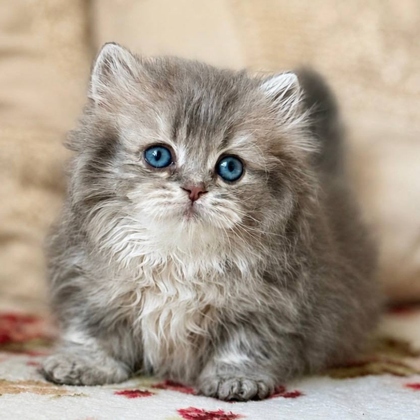 Sandra Munchkin female, blue ticked tabby