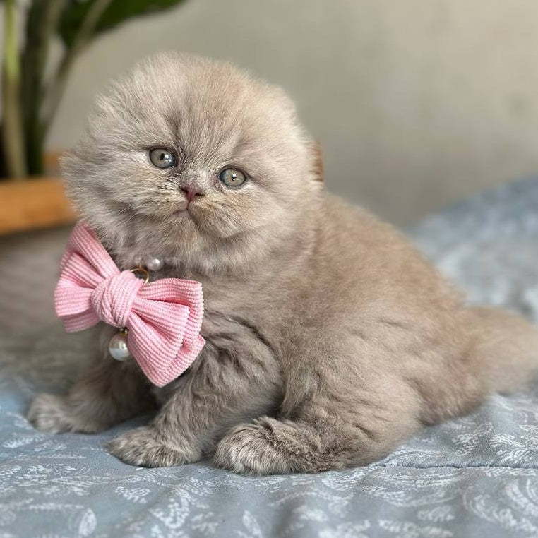 Lava Scottish Fold female, lilac