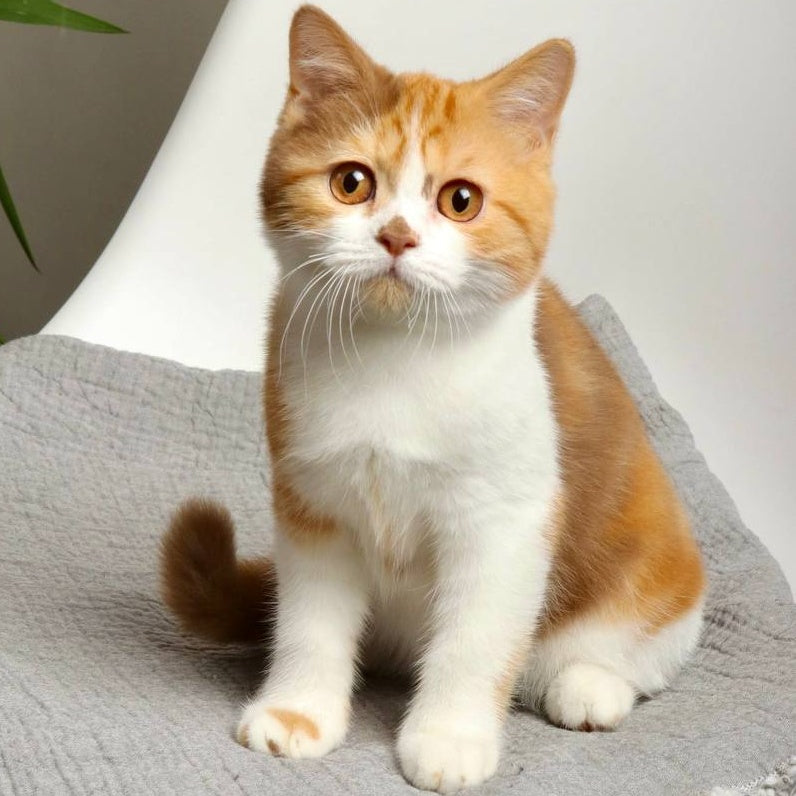 Olivia British Shorthair female, cinnamon tortie bicolour