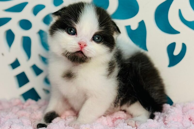 Bubble Scottish Fold male, black bicolour