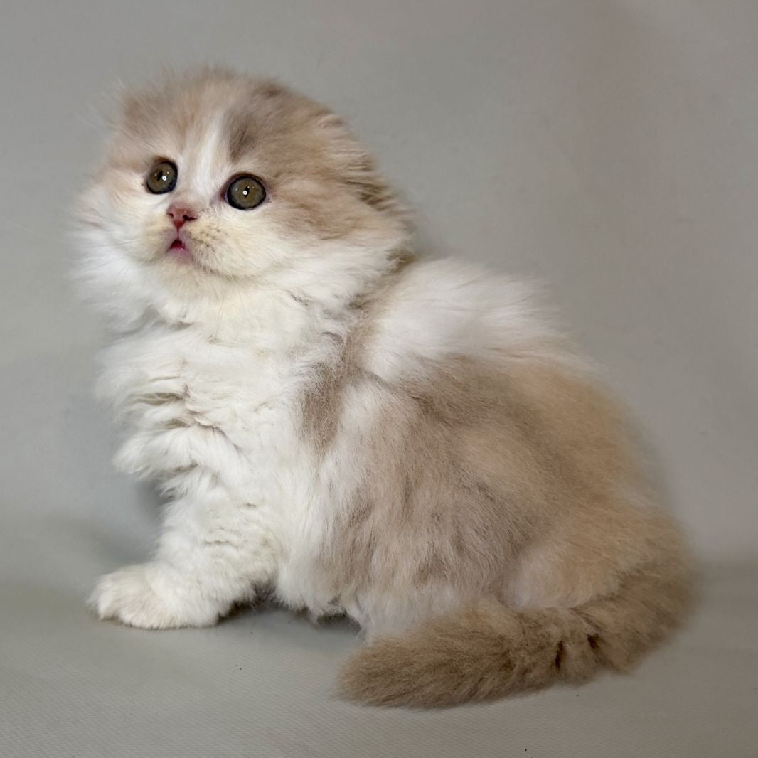 Aurelia Scottish Fold female, fawn tortie bicolour