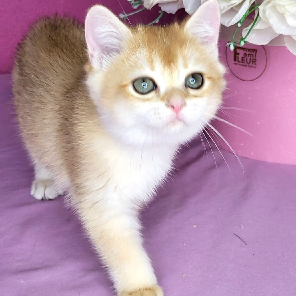 Annabel British Shorthair female, black golden chinchilla