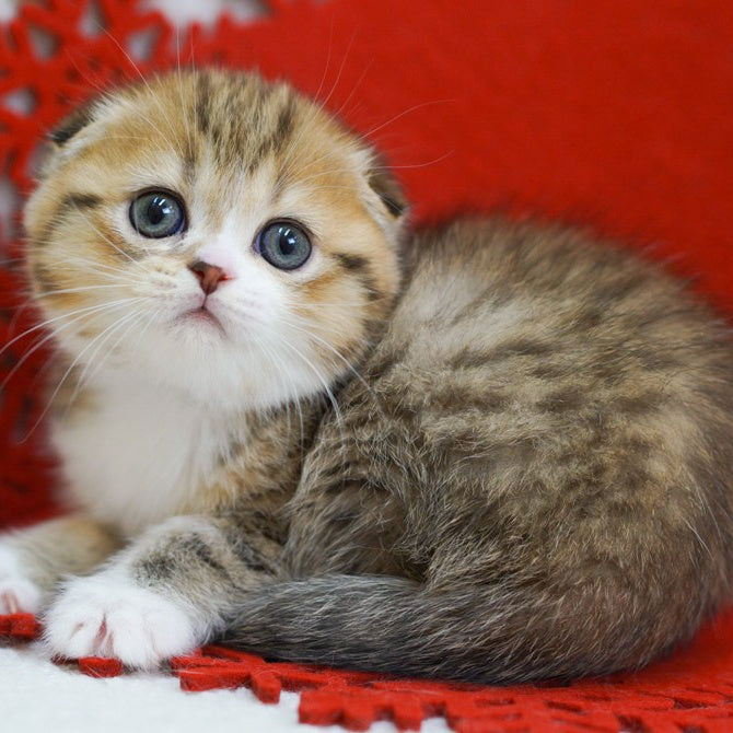 Dior Scottish Fold male, black spotted tabby bicolour