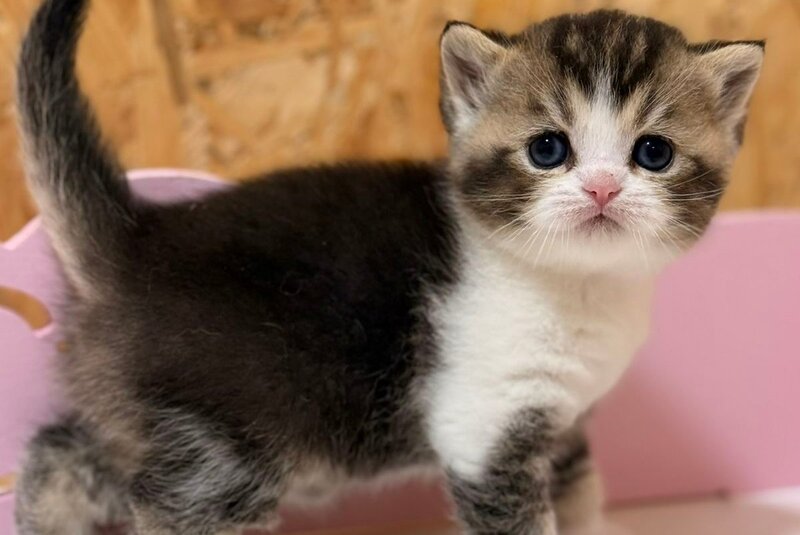 Fan Fan Scottish Straight male, black ticked tabby bicolour