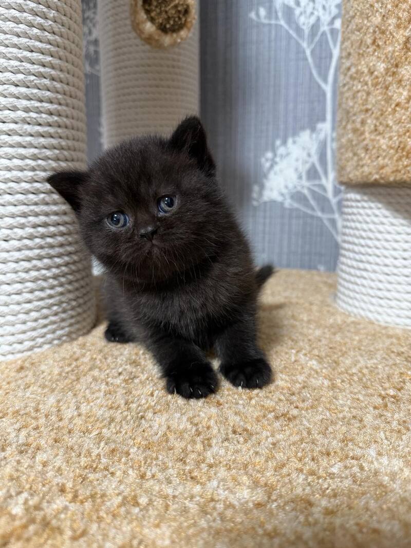 Baghira Scottish Straight female black - live animals