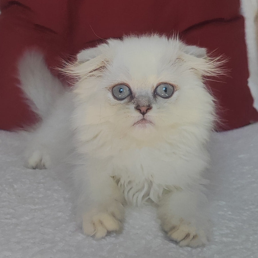 Xavier Scottish Fold male, blue silver ticked tabby