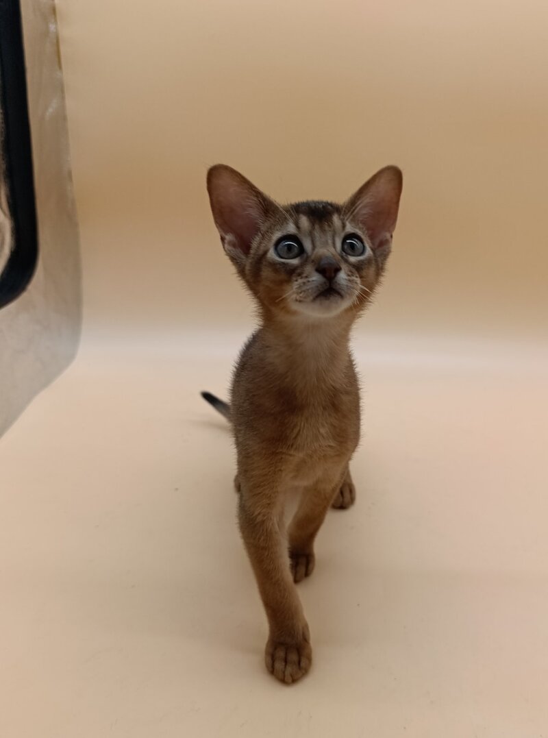 Lucky Abyssinian male ruddy - live animals
