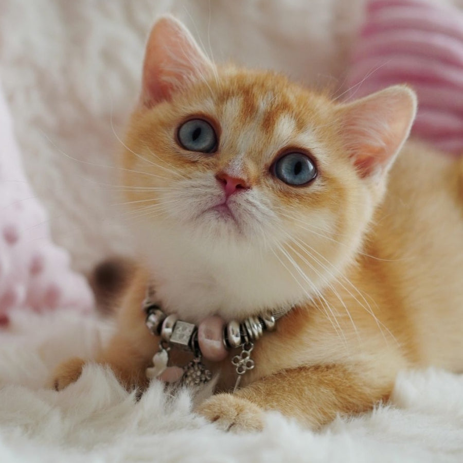 Violet British Shorthair female, chocolate tortie golden chinchilla with white