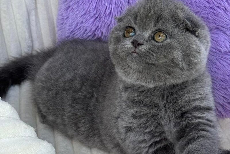 Una Scottish Fold female, blue