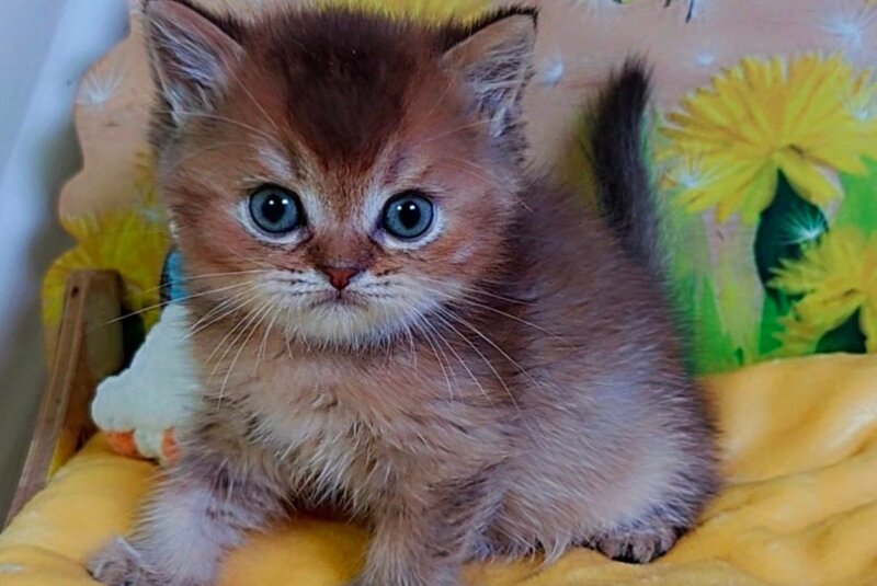 Orion Scottish Straight male, chocolate golden ticked tabby