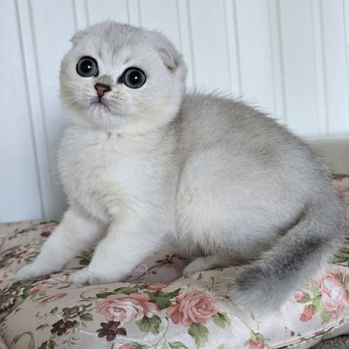 Yasha Scottish Fold male, black silver shaded