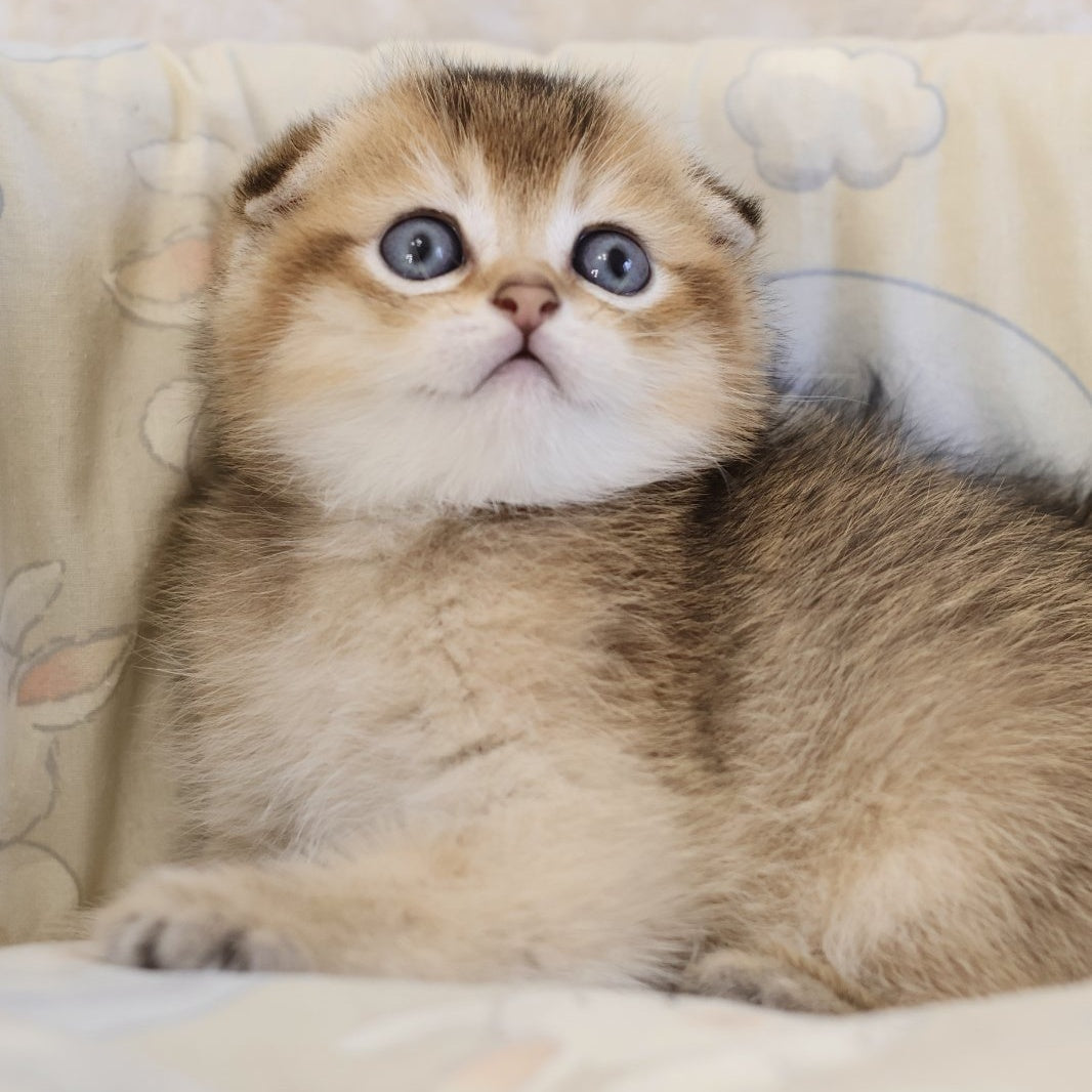 Erik Scottish Fold male, black golden ticked tabby