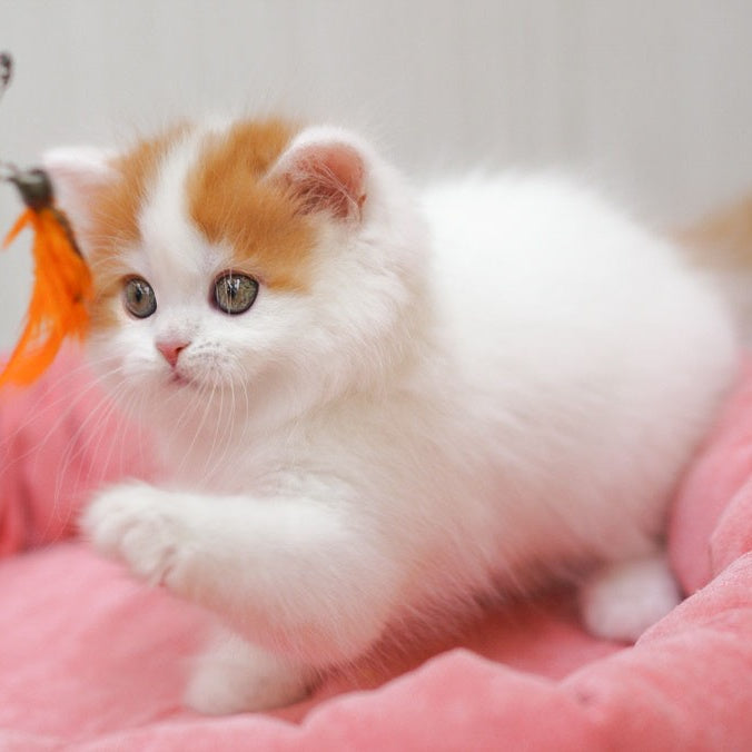 Vjick Scottish Straight male, red tabby van