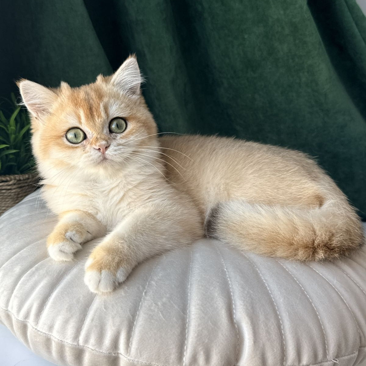 Ferdinand British Shorthair male, black golden chinchilla