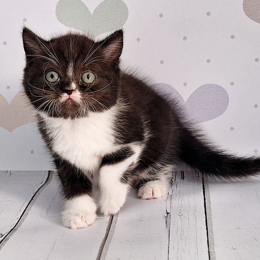 Adam Scottish Straight male, black silver bicolour