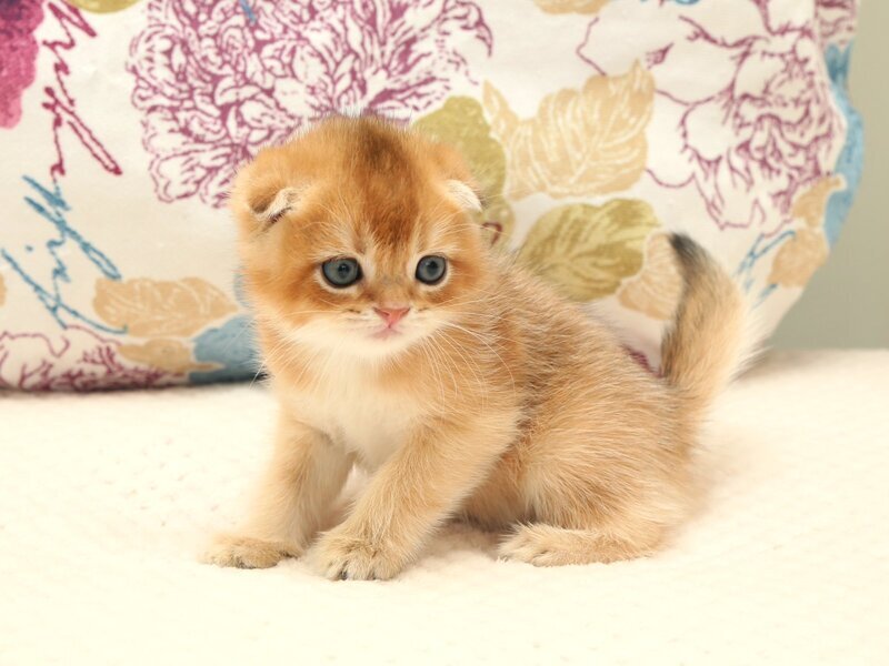 Zhan Scottish Fold male black golden shaded - live animals