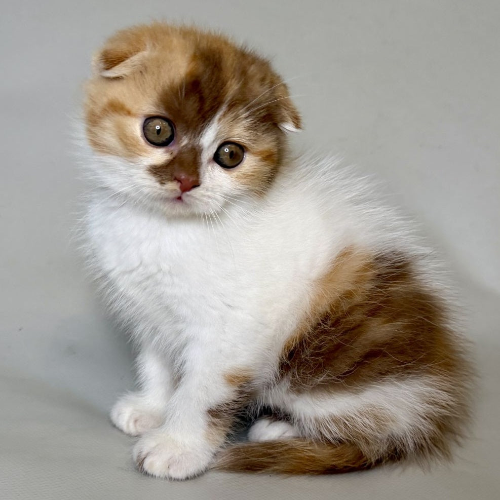 Arlette Scottish Fold female, cinnamon tortie bicolour