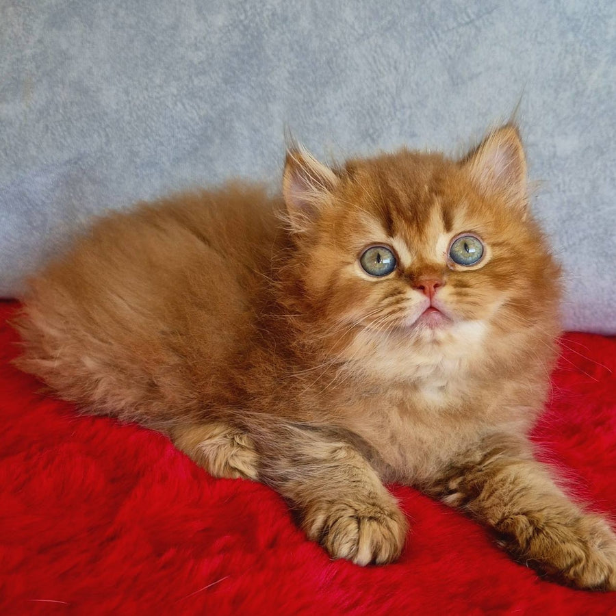 Dustin British Longhair male, chocolate golden ticked tabby