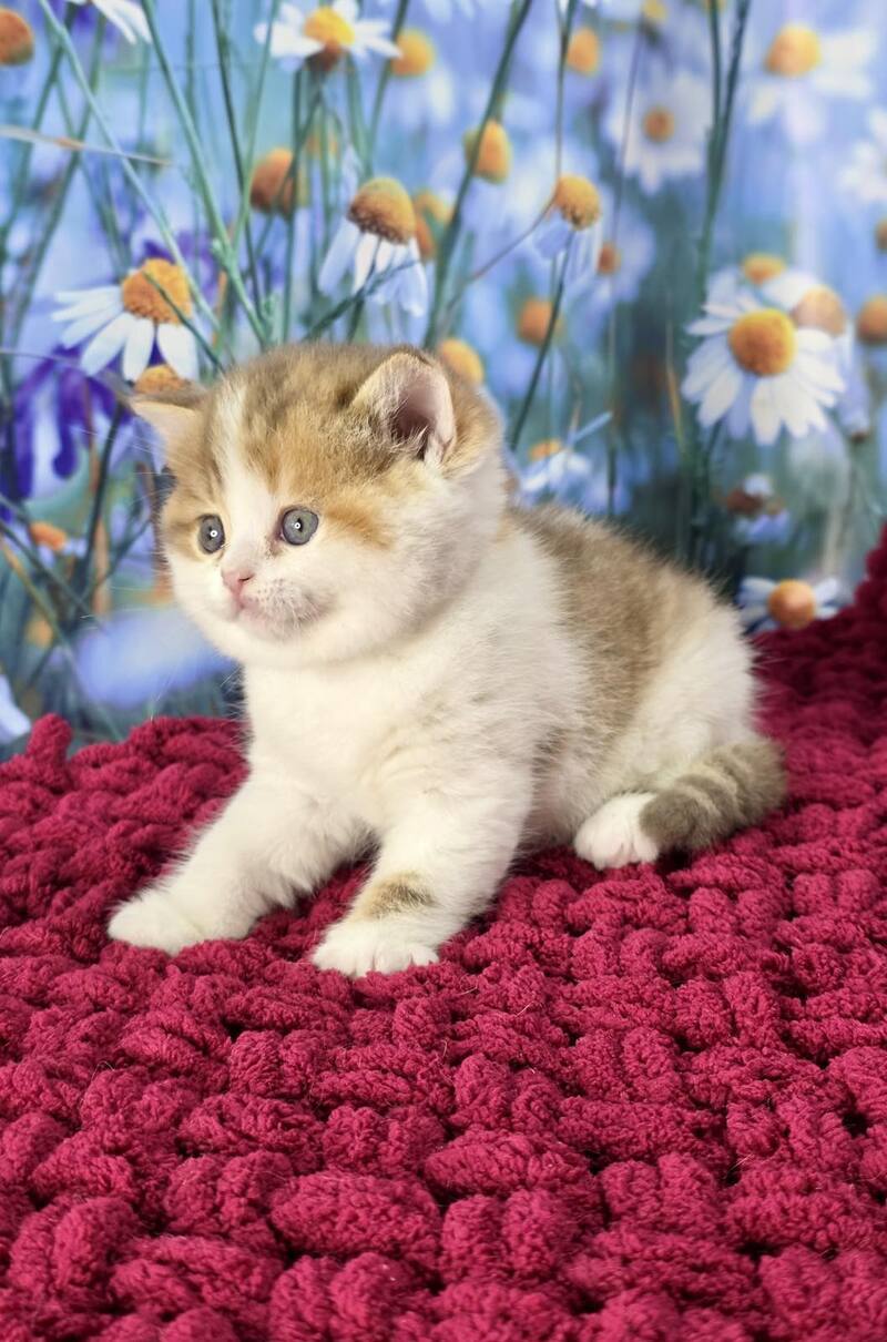 Kira Scottish Straight female cinnamon spotted tabby bicolour - live animals