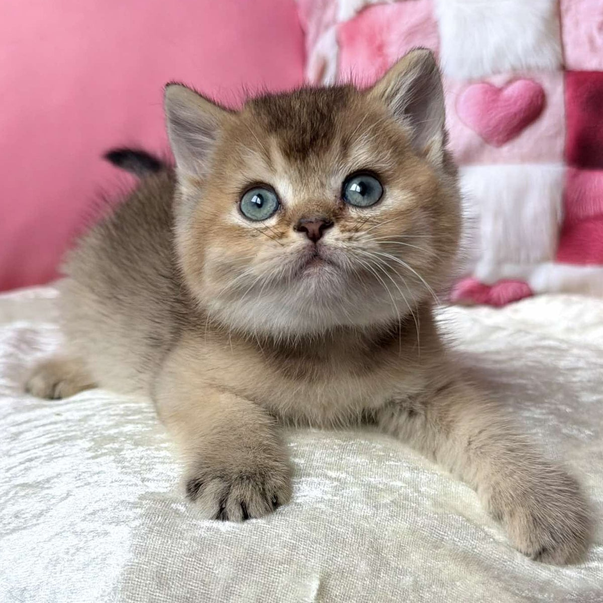 Inti British Shorthair female, black ticked tabby