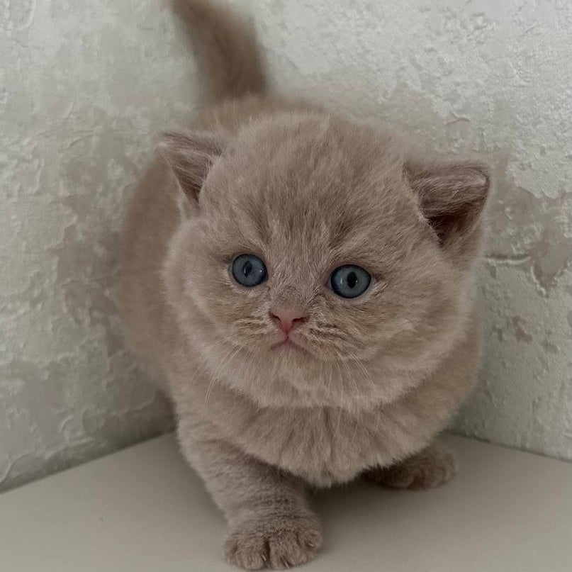 Jasmine British Shorthair female, fawn