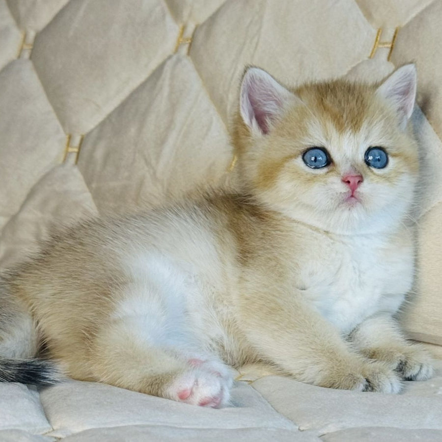 Finik British Shorthair male, black golden shaded with white