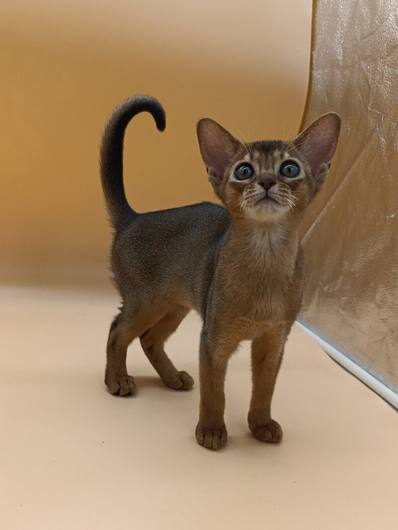 Laura Abyssinian female, ruddy