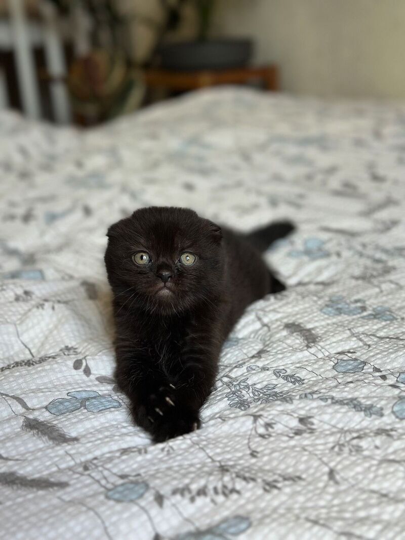 Nelson Scottish Fold male, black