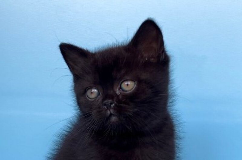 Wex British Shorthair male black - live animals
