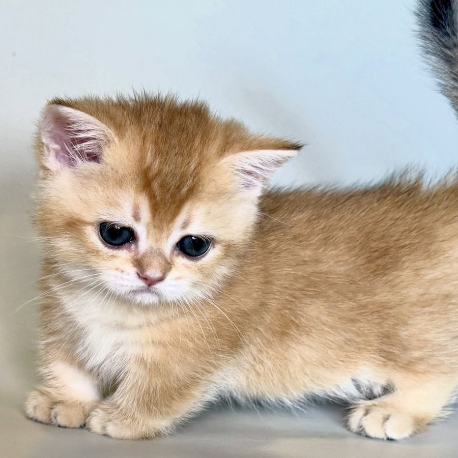 Qamra Munchkin female, black golden shaded