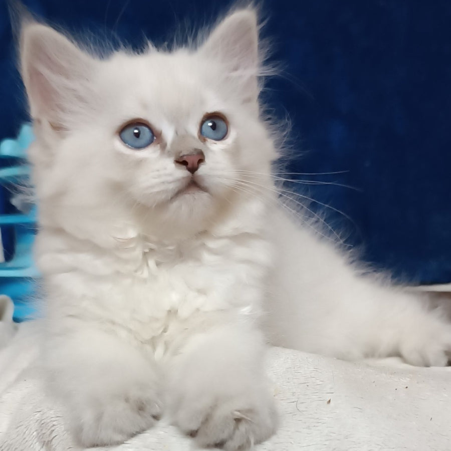 Dakota Siberian female, blue tabby pointed