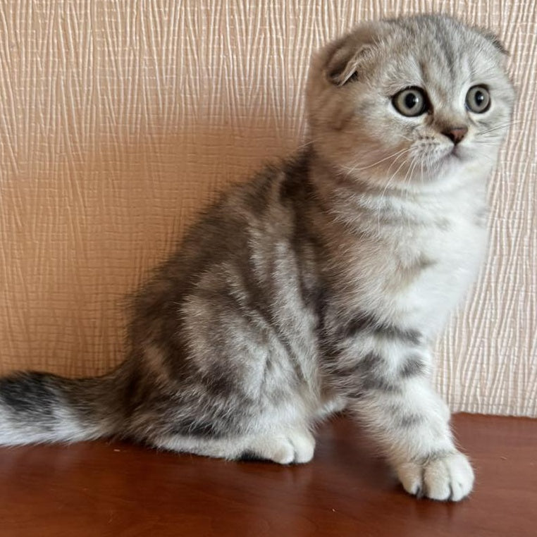 Shanti Scottish Fold female, black silver tabby