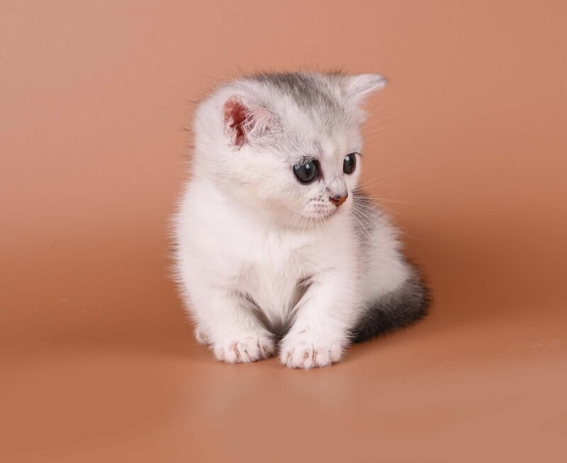 Iris Munchkin female, black silver ticked tabby bicolour