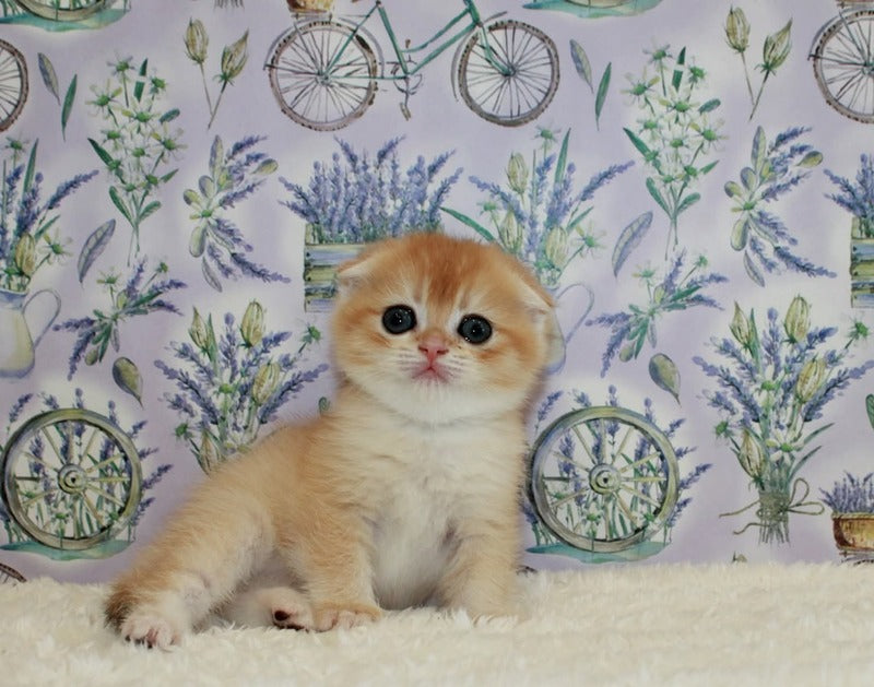 Joker Scottish Fold male, black golden chinchilla