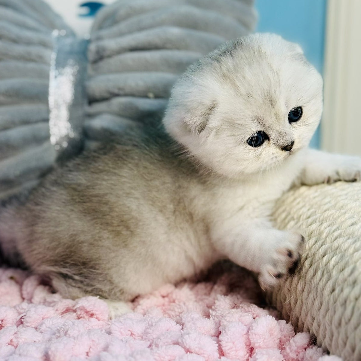 Isabel Scottish Fold female, black silver shaded